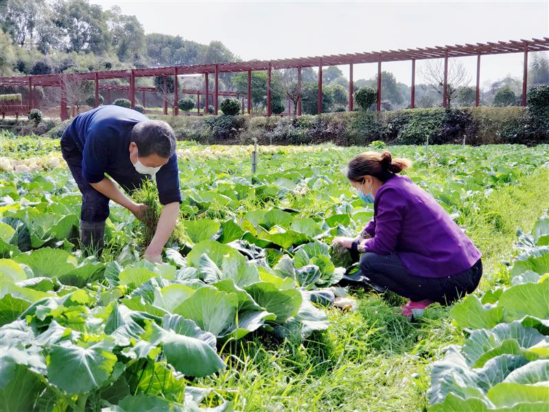 (图为湖南省长沙市望城区乌山街道团山湖村的蔬菜基地里,村民正在施肥