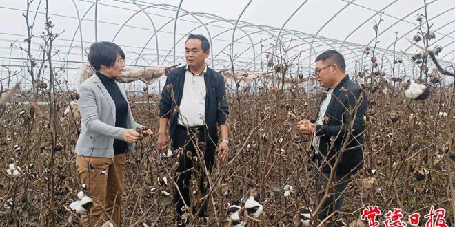 科技赋能棉田 匠心助农增收——常德市农林科学研究院棉花产业专家服务团队工作纪实