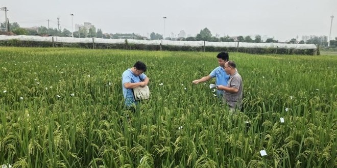 十年磨一剑 常德市农林科学研究院“常农香4号”通过国家审定