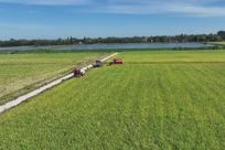 安乡：深耕“一粒米” 绘就乡村振兴新“稻”路