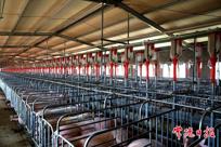 常德畜牧水产质效双升赋能乡村振兴