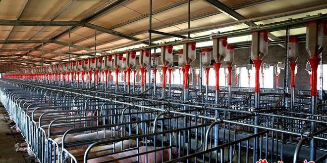 常德畜牧水产质效双升赋能乡村振兴