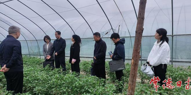省农业农村厅赴澧县小渡口镇五公村调研乡村人才培育与集体经济发展工作
